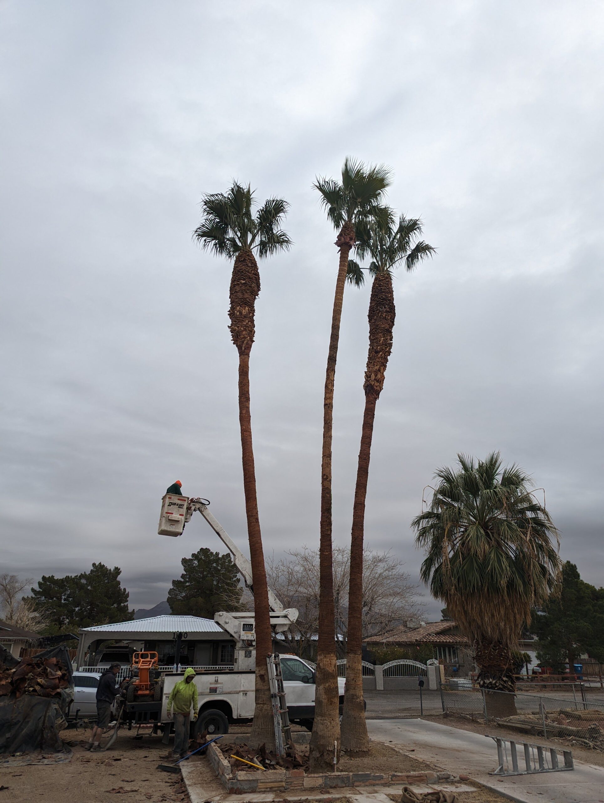 Technician using a bucket truck for elevated palm tree trimming services in Las Vegas, NV.