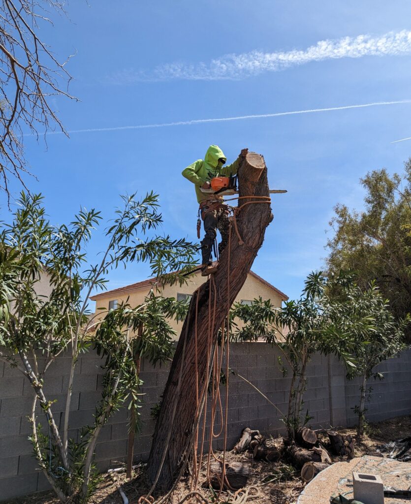 An arborist in safety gear cutting down a tall tree in a residential backyard, representing tree services in Las Vegas by Troy’s Tree Service.