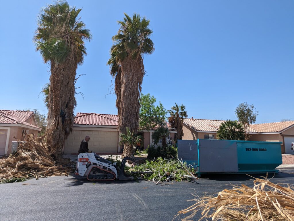 Palm tree trimming services in Las Vegas, NV, with debris cleanup and equipment on-site.