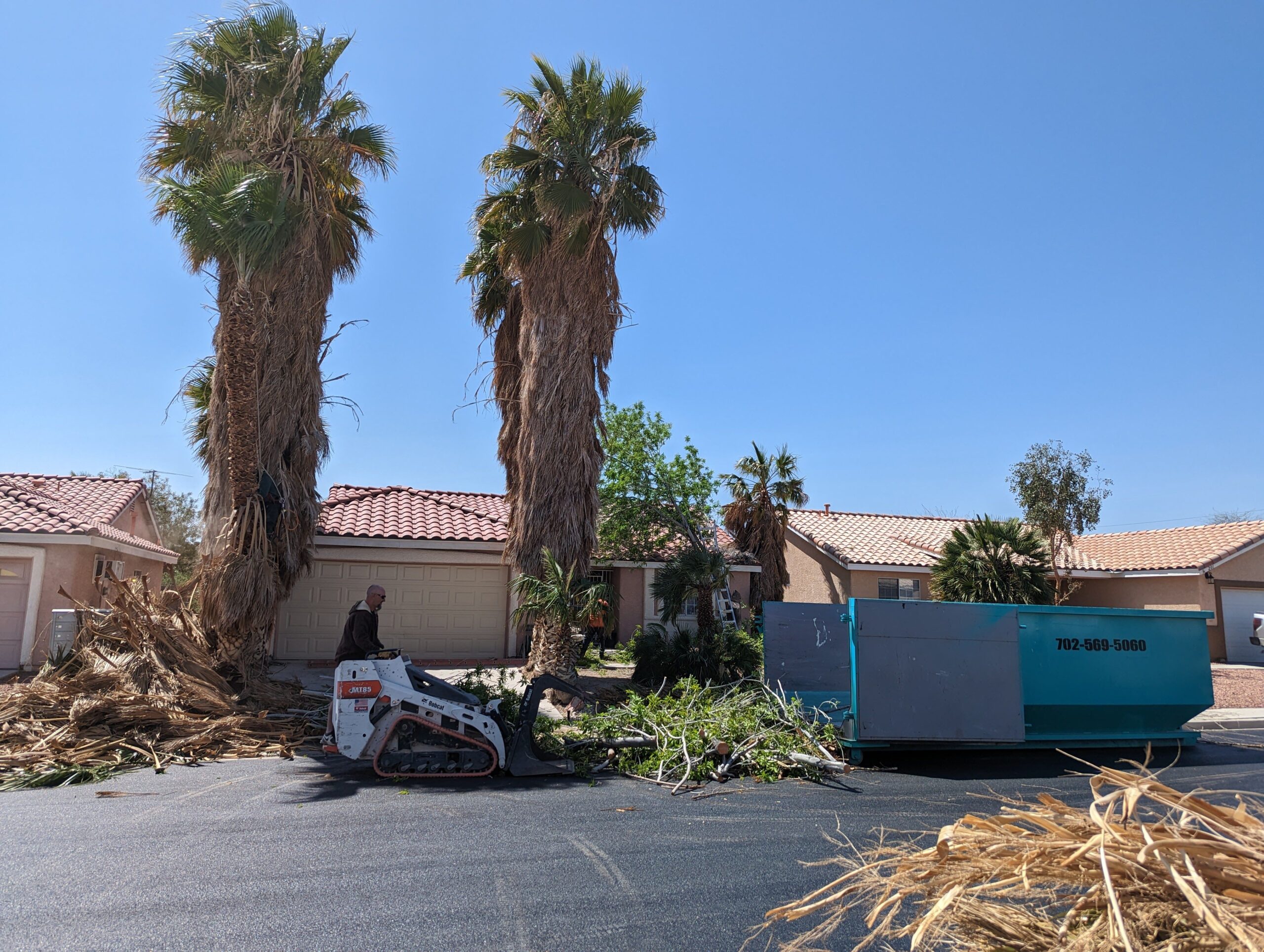 Professional tree service crew working on tall palm trees in Henderson, NV