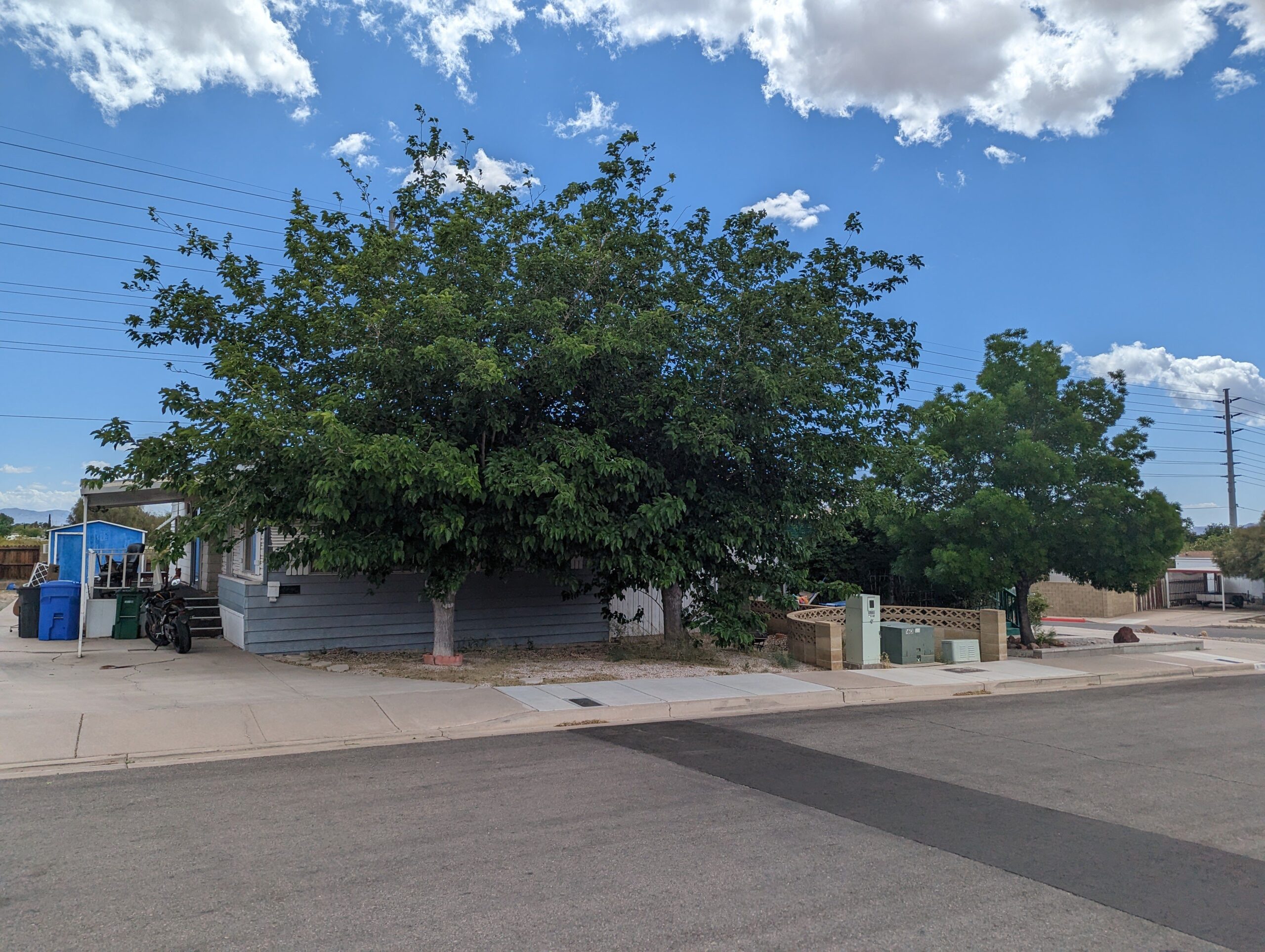Professional tree removal work in Henderson, NV by Troy's Tree Service