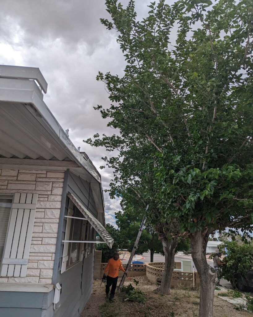 A worker from Troy's Tree Service is trimming a large tree in a residential area in Las Vegas, NV, under a cloudy sky.