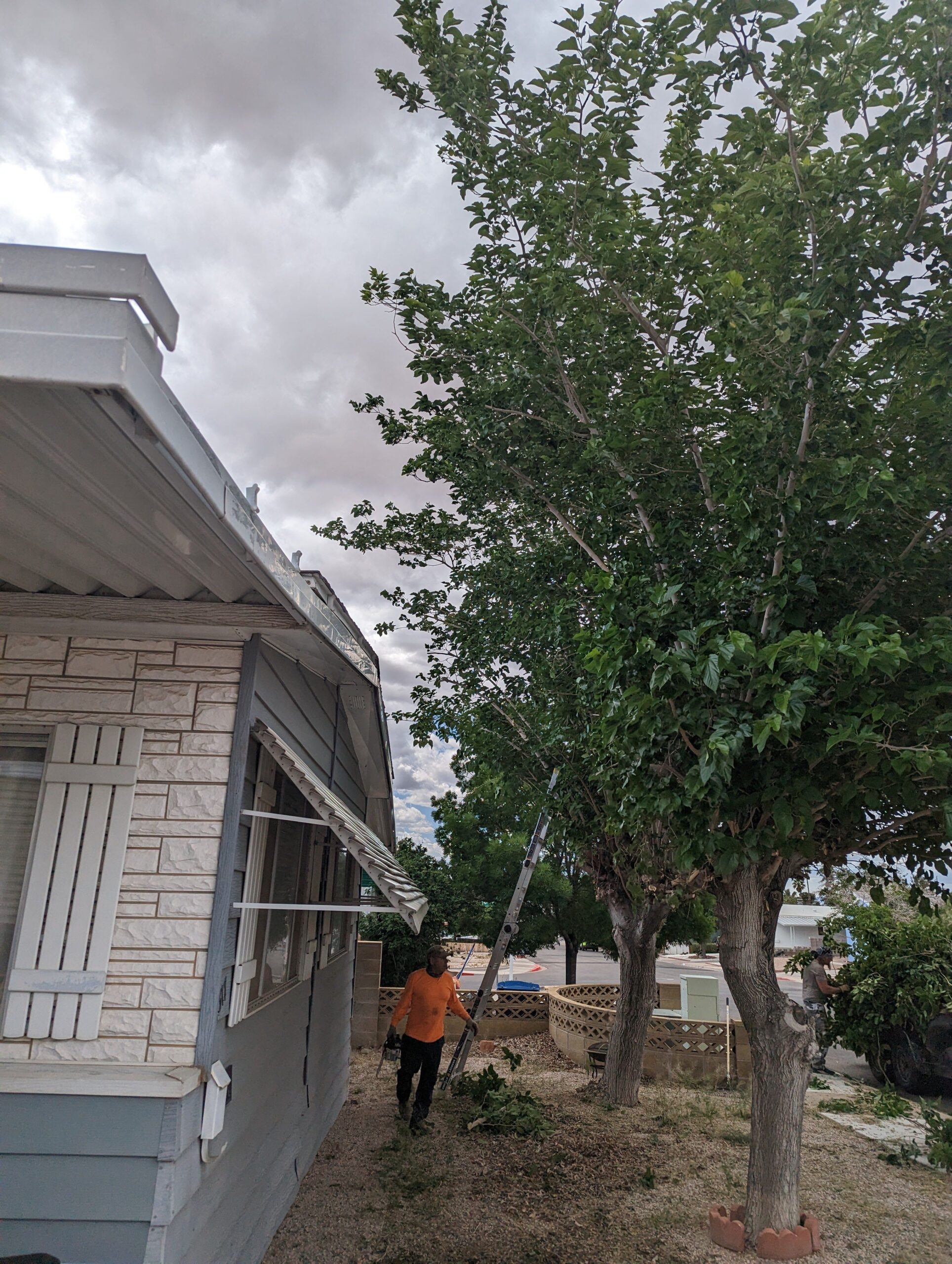A worker from Troy's Tree Service is trimming a large tree in a residential area in Las Vegas, NV, under a cloudy sky.