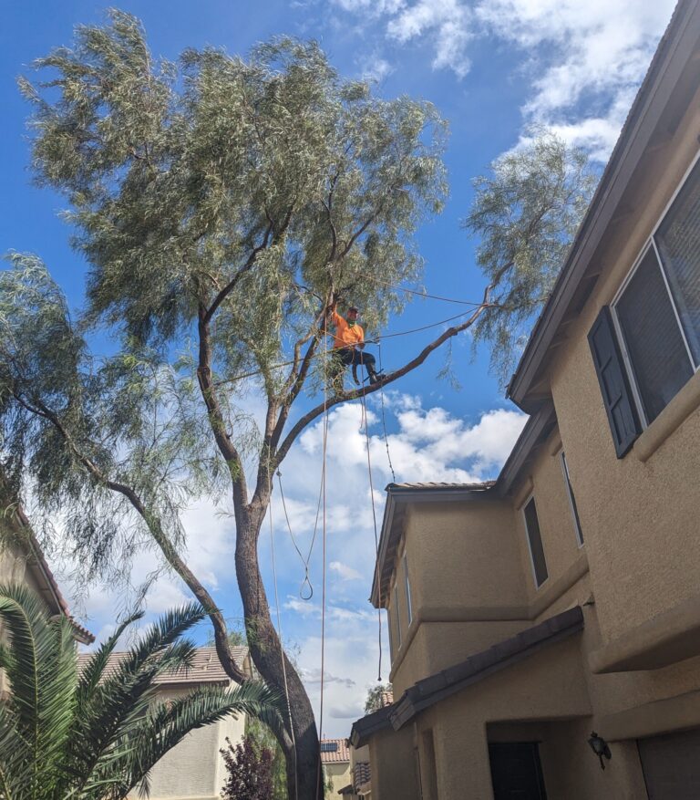 A tree-cutting service professional from Troy's Tree Service high up in a eucalyptus tree, preparing for trimming.