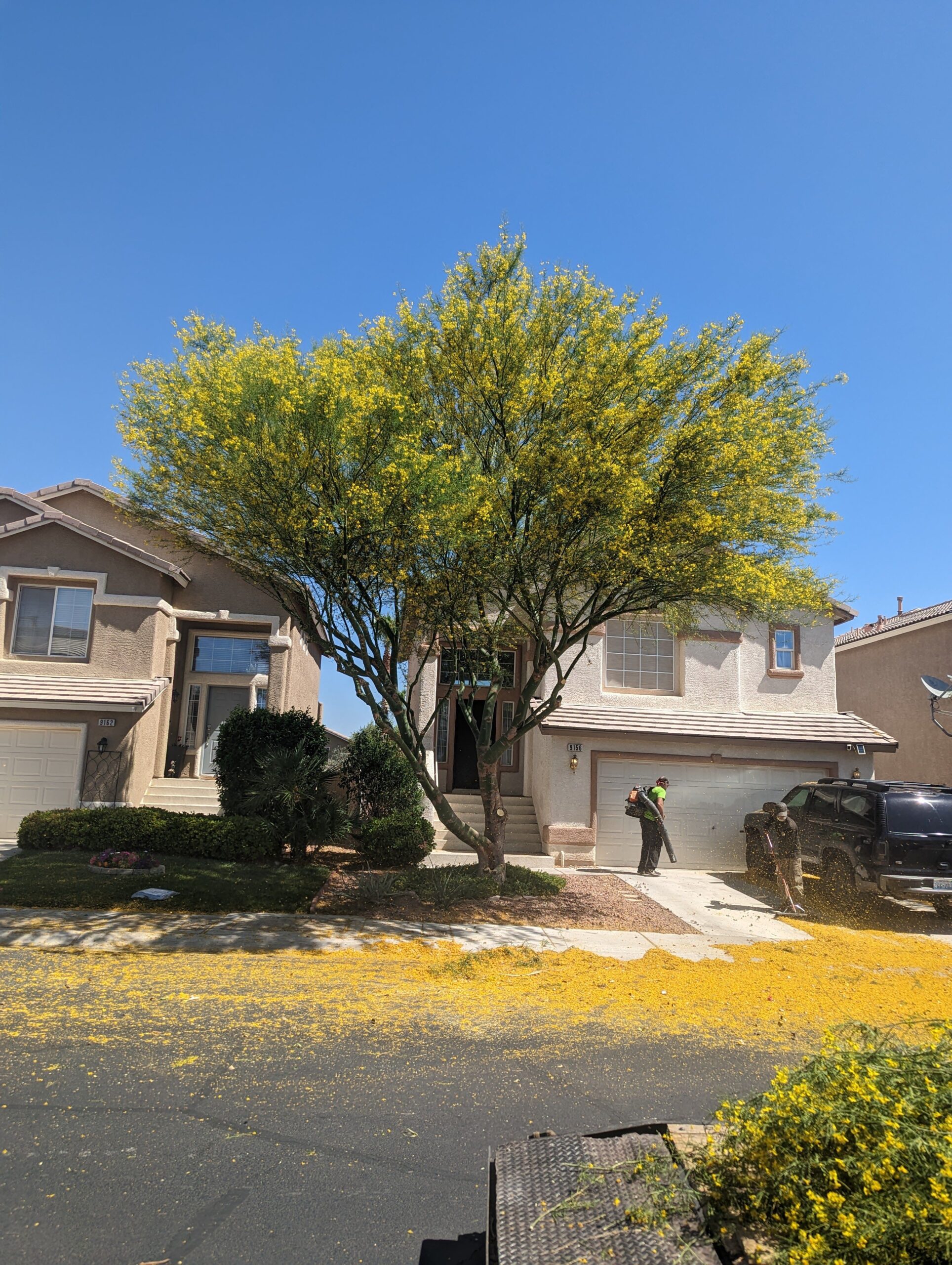 Tree trimming services in Las Vegas, NV, in progress with yellow blossoms scattered across the driveway.
