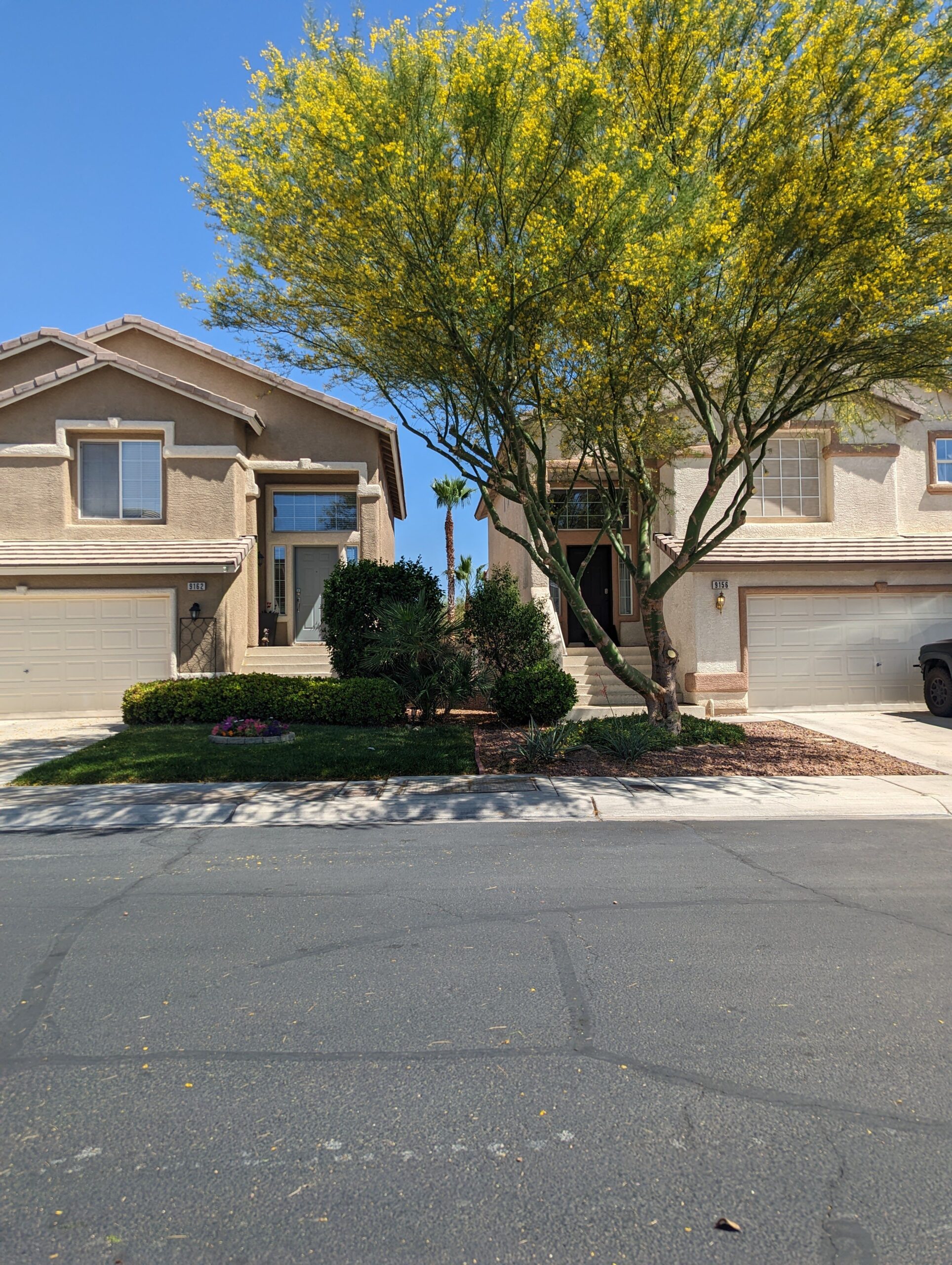 Freshly trimmed tree after professional tree trimming services in Las Vegas, NV.