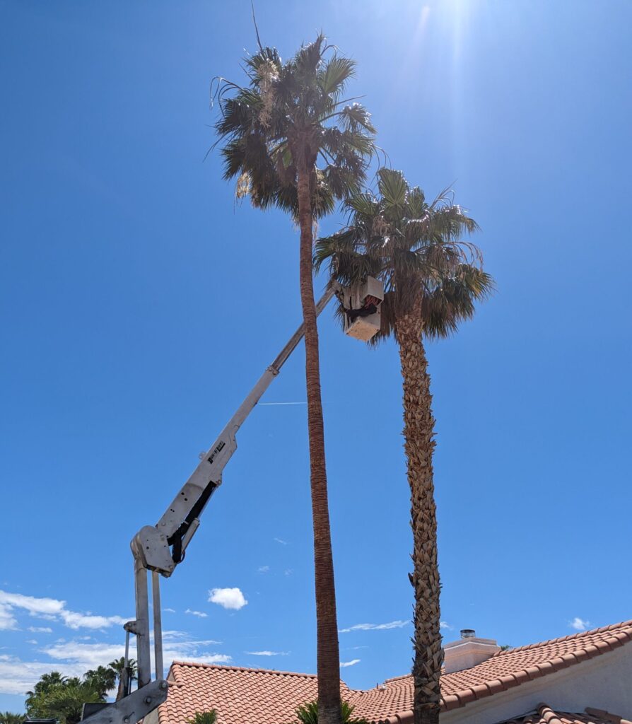 Two palm trees being trimmed by Troy’s Tree Service in Las Vegas, NV, using professional lift equipment.