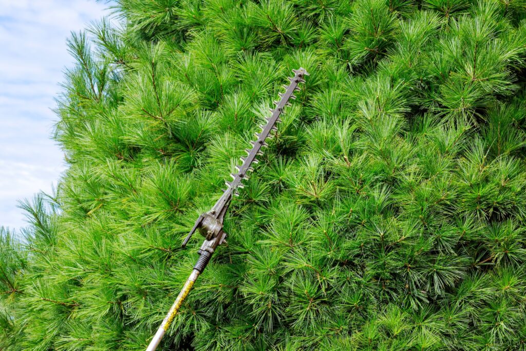 Pruning of a lush tree by a professional from Troy's Tree Service in Las Vegas.