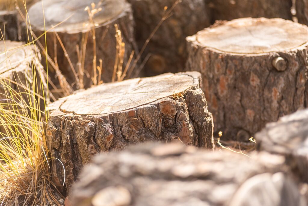 Several tree stumps in a field, illustrating tree services in Las Vegas by Troy’s Tree Service.