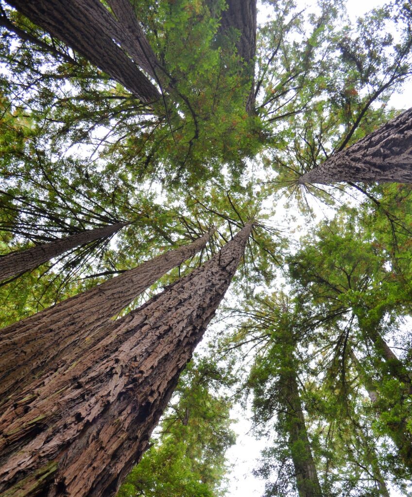 Muir Woods National Monument U.S. National Park Service, California redwoods forest landmark travel