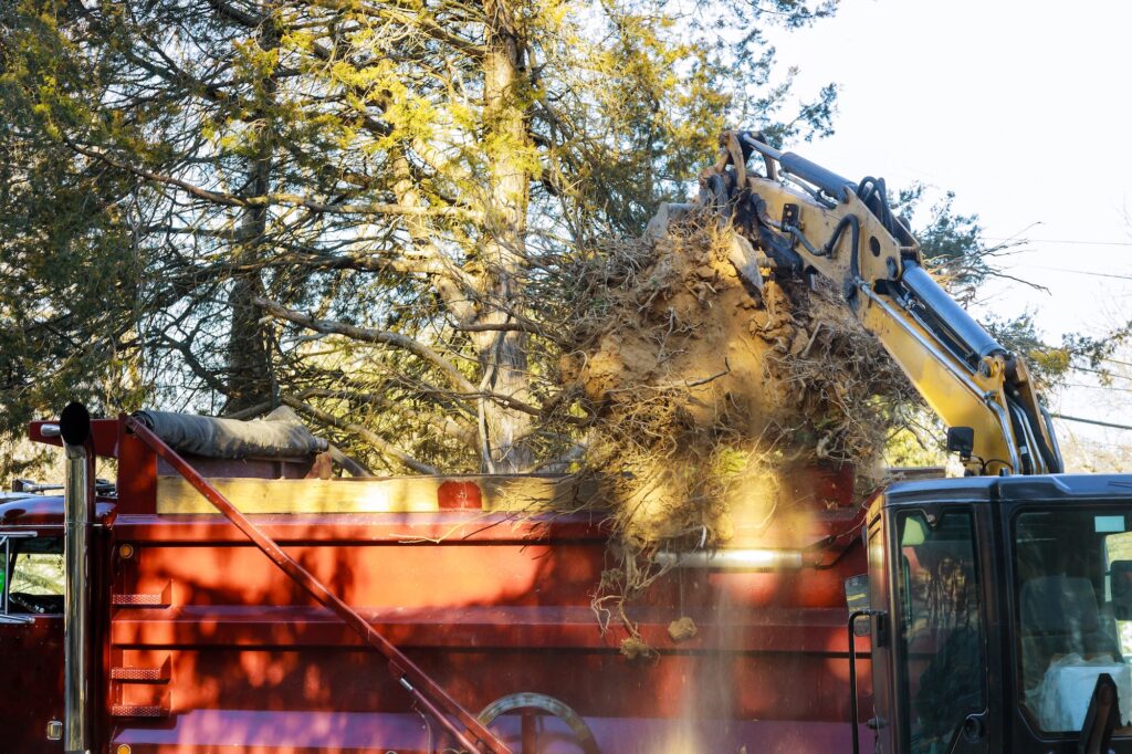 A tree removal service in progress, with heavy machinery transferring uprooted trees and debris into a red truck, showcasing Troy’s Tree Service expertise in Tree Care Services in Las Vegas to Prevent Bore Infestations.