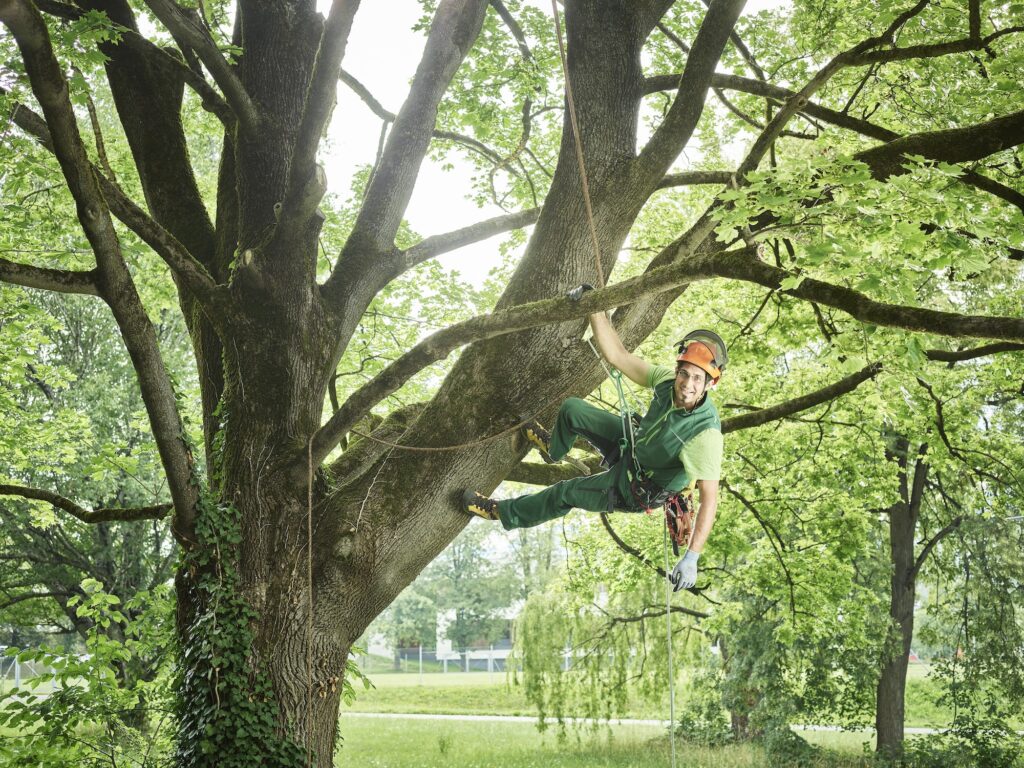 Tree cutteAn arborist climbing a large tree using safety equipment, performing expert tree care services in Las Vegas to prevent bore infestations as part of Troy’s Tree Service.r hanging on rope in tree