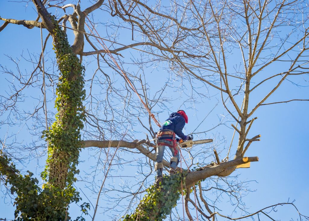 Arborist from Troy's Tree Service performing high-altitude tree removal in Las Vegas, perched on a tree branch with safety gear.