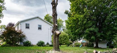 True removal services. Tree Services in Las Vegas, NV.