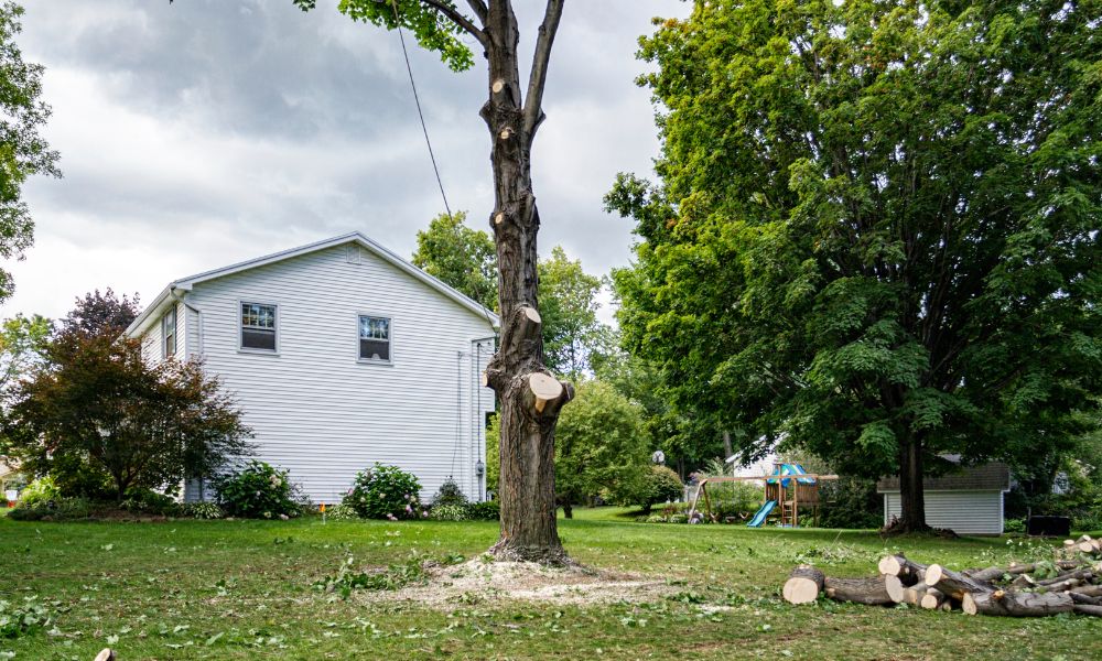 A residential backyard in Las Vegas with a partially pruned tree in the center, surrounded by lush greenery and a white house in the background, representing services from a tree care company specializing in spotting and treating diseased trees. tree trimming.