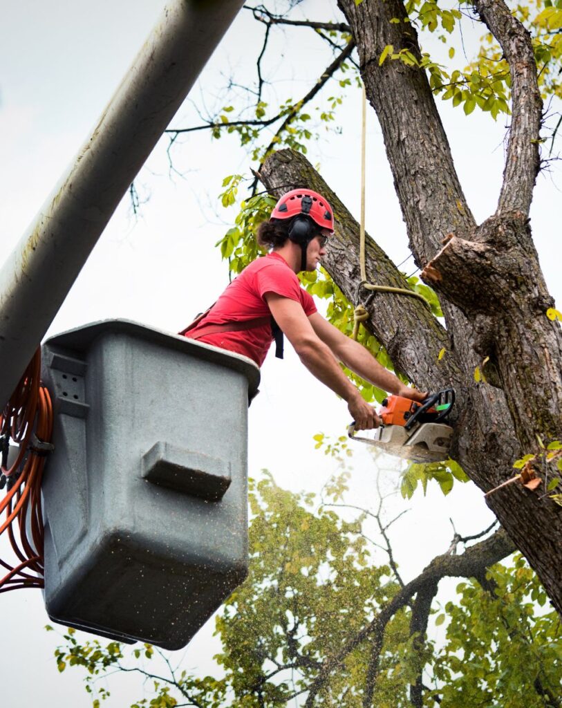 A professional arborist wearing a helmet and safety gear uses a chainsaw to trim a tree branch while standing in a bucket lift. The scene demonstrates expert tree care services in Las Vegas.