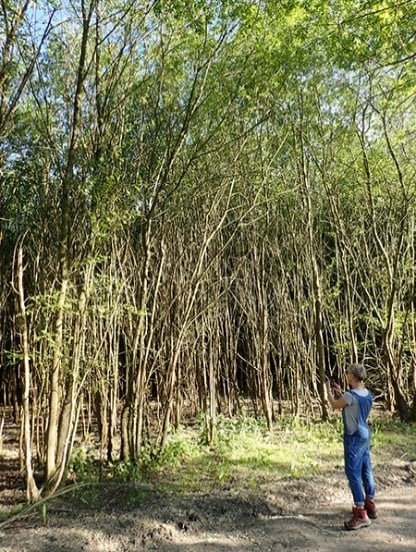 A child observing a dense cluster of slender trees in a wooded area under bright sunlight in Las Vegas, illustrating the expertise of a tree care company in spotting and treating diseased trees.