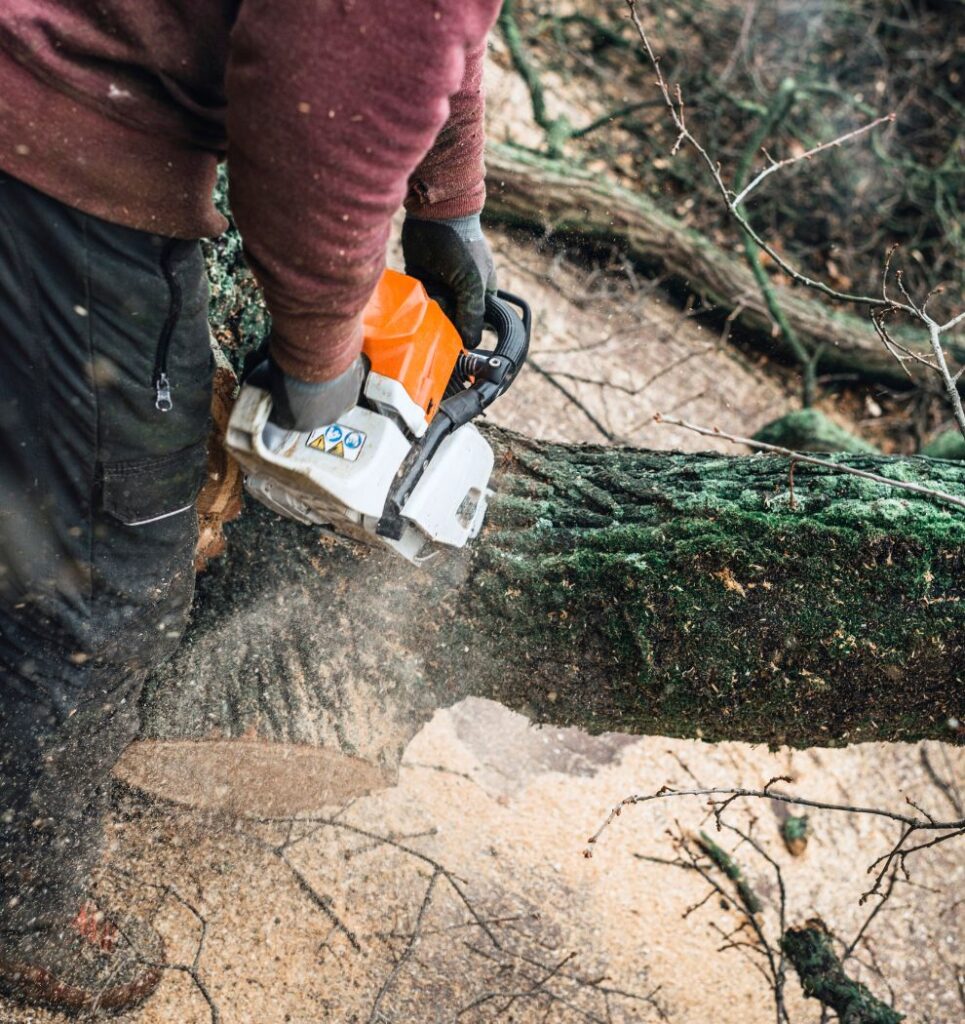 Close-up of tree stump grinding by Troy's Tree Service in Las Vegas, NV. Tree Services in Las Vegas, NV.