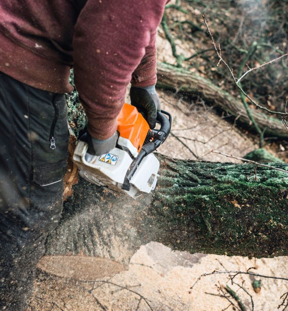 Cost-Effective Long-Term Tree Care with a Tree Service Company