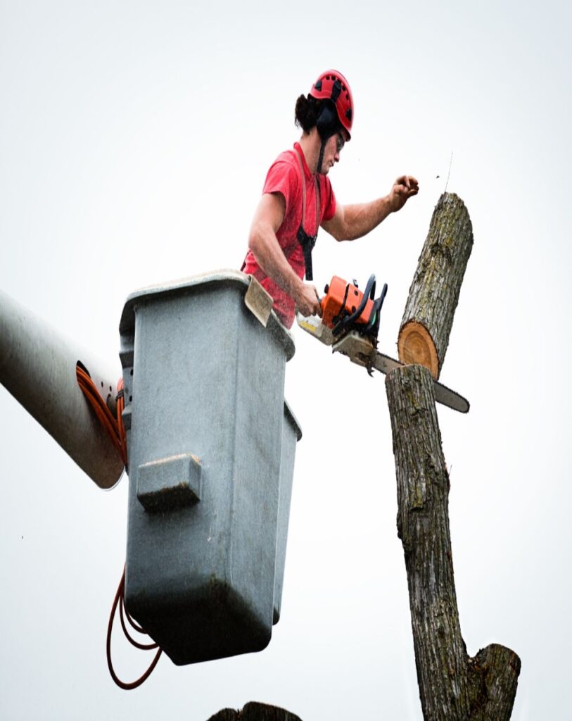 Troy's Tree Service arborist skillfully chainsawing a tree from a crane bucket in Las Vegas, NV.