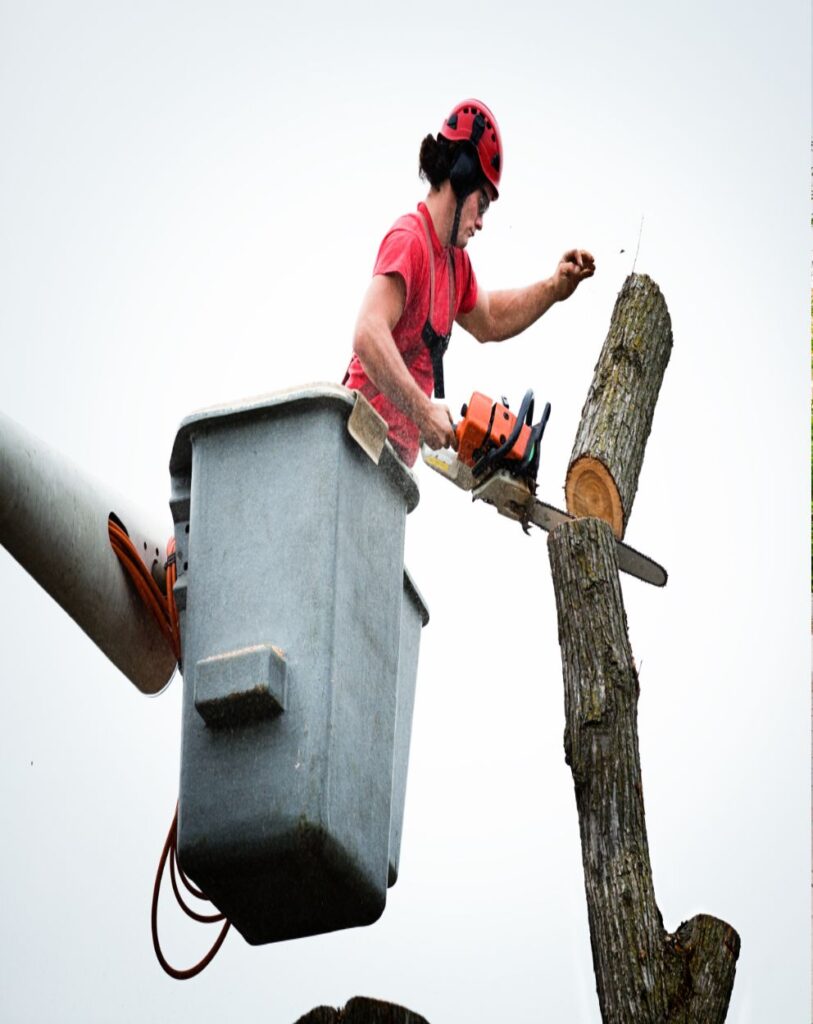 An arborist from Troy's Tree Service trims a tall tree trunk from a cherry picker, offering affordable tree service in Las Vegas.