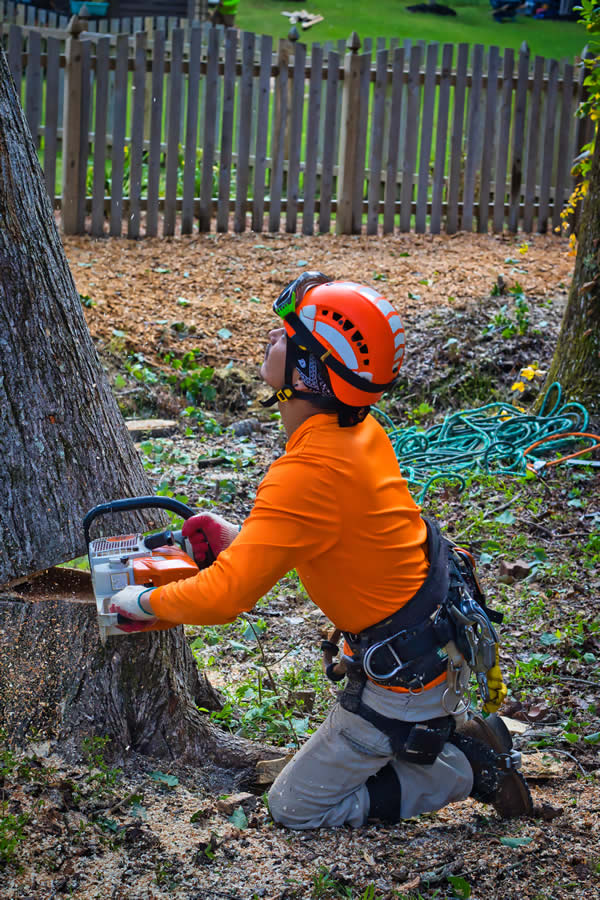 An arborist in orange safety gear using a chainsaw to cut down a tree, illustrating tree services in Las Vegas by Troy’s Tree Service. Tree Services in Las Vegas, NV.