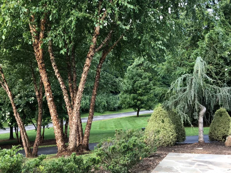 Serene landscape with diverse trees maintained by Troy's Tree Service in Las Vegas.