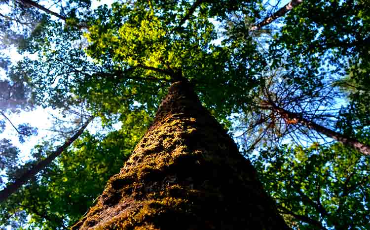 Towering tree reaching towards the sky in Las Vegas cared for by Troy's Tree Service.