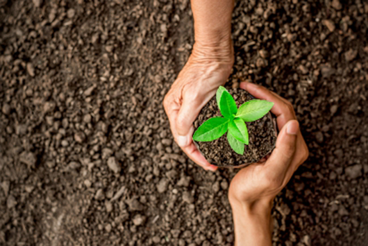 New sapling cradled in hands, symbolizing Troy's Tree Service commitment to tree planting in Las Vegas, NV.