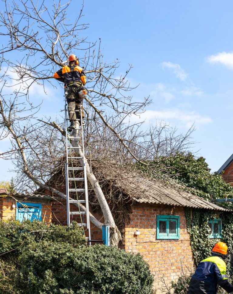 Arborist from Troy's Tree Service performing tree trimming in Las Vegas, NV.
