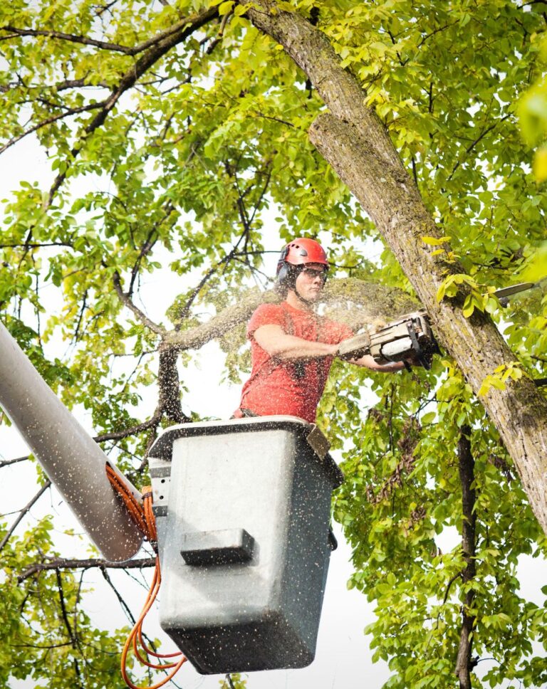 Troy’s Tree Service performing professional tree trimming services in Las Vegas, NV, ensuring safety and precision in every cut.