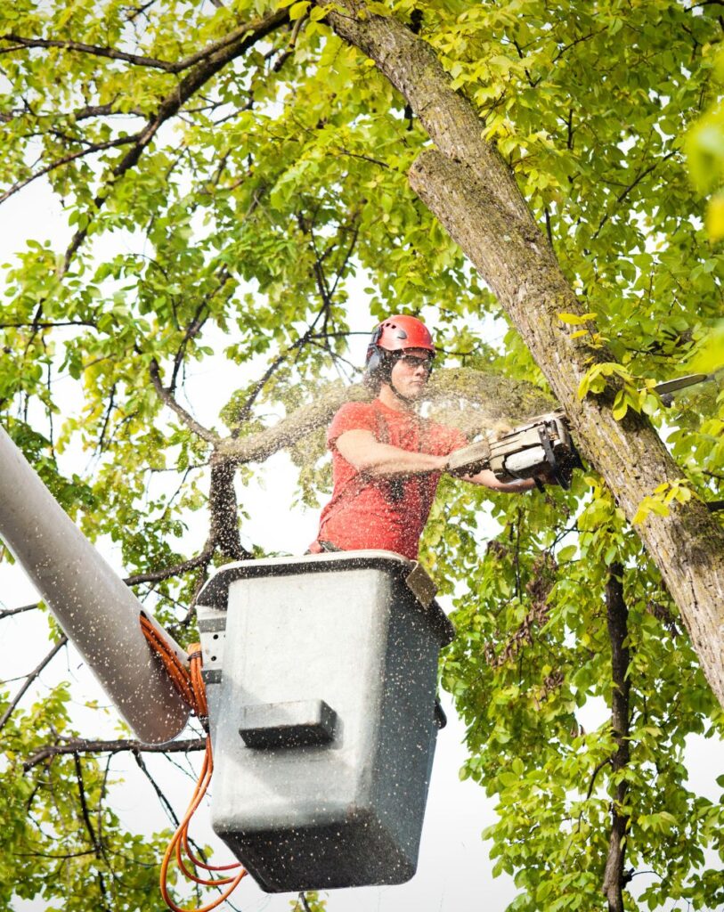 Troy’s Tree Service performing professional tree trimming services in Las Vegas, NV, ensuring safety and precision in every cut.