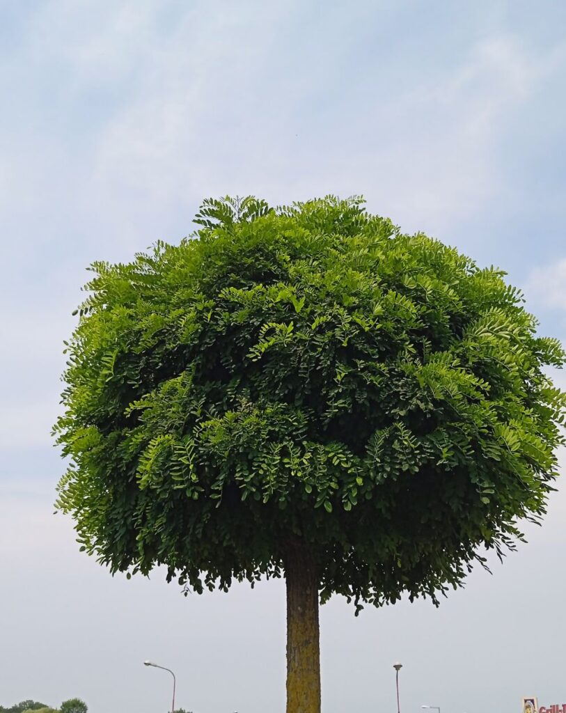 Perfectly shaped and healthy tree maintained by Troy's Tree Service in Las Vegas, NV.