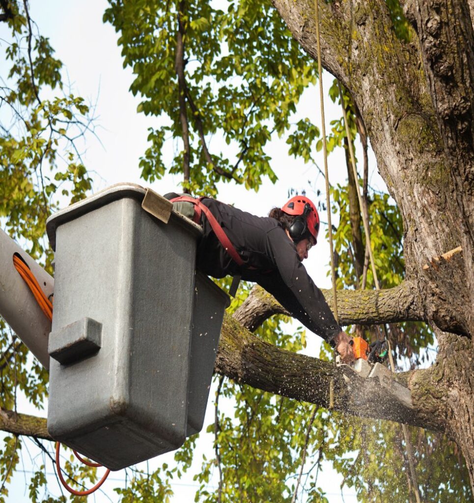 A professional arborist from Troy’s Tree Service performing elevated tree trimming services in Las Vegas, NV, using a bucket truck for safe and precise limb removal.