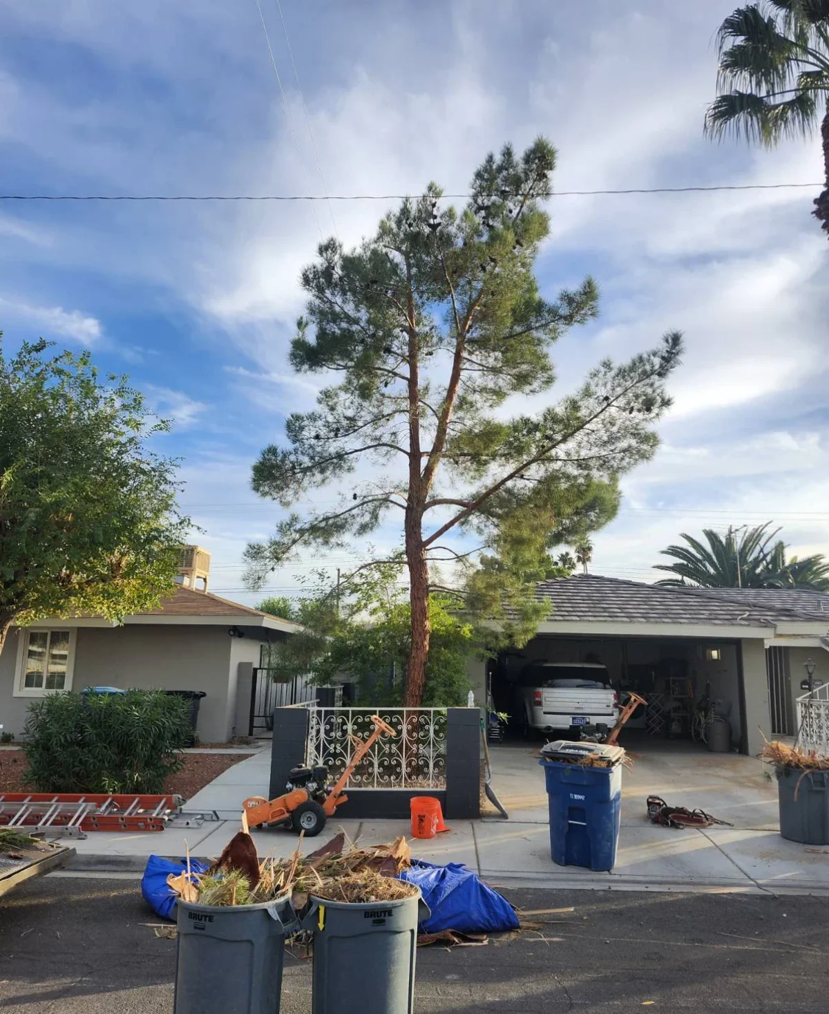 Large pine tree removal by professional tree service in Centennial Hills, NV